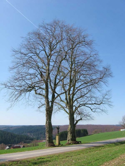 Bild 1 von 2 Linden an der Haiper Kirche